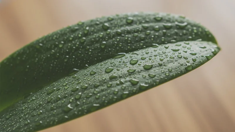 A vibrant green leaf with fresh water droplets, representing the hydrating and rejuvenating results of our facial aesthetic treatments like dermal fillers and custom facials.